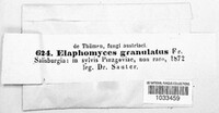 Elaphomyces granulatus image